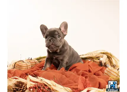 a french bulldog dog sitting on a blanket